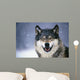Wolf Portrait Captive Winter Wall Mural