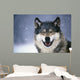 Wolf Portrait Captive Winter Wall Mural