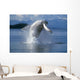 Humpback Whale Breaching Frederick Sound Se Ak Wall Mural