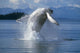 Humpback Whale Breaching Frederick Sound Se Ak Wall Mural