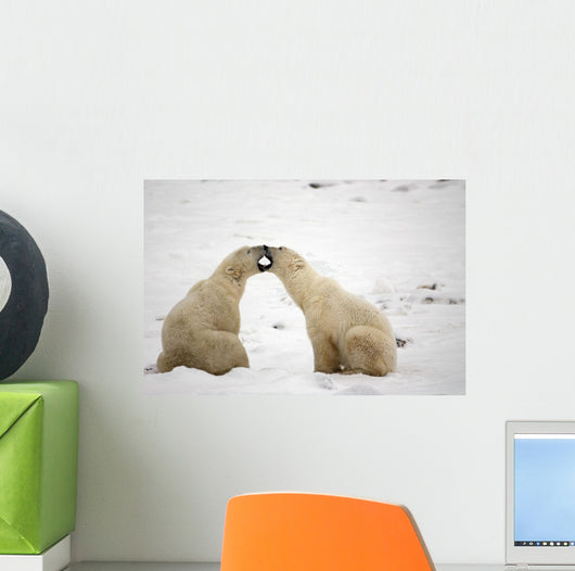 Polar Bears Play Fighting At Churchill, Manitoba, Canada Wall Mural