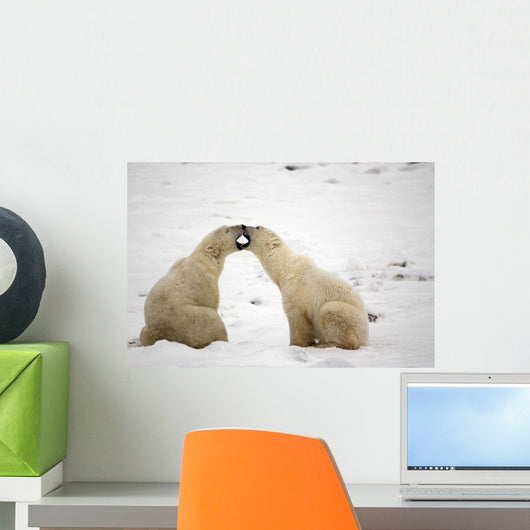 Polar Bears Play Fighting At Churchill, Manitoba, Canada Wall Mural