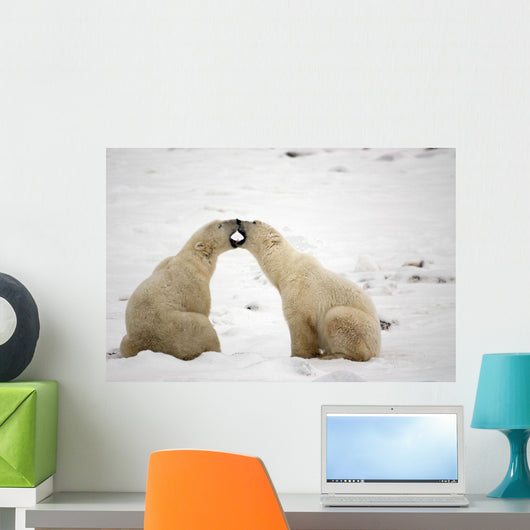 Polar Bears Play Fighting At Churchill, Manitoba, Canada Wall Mural