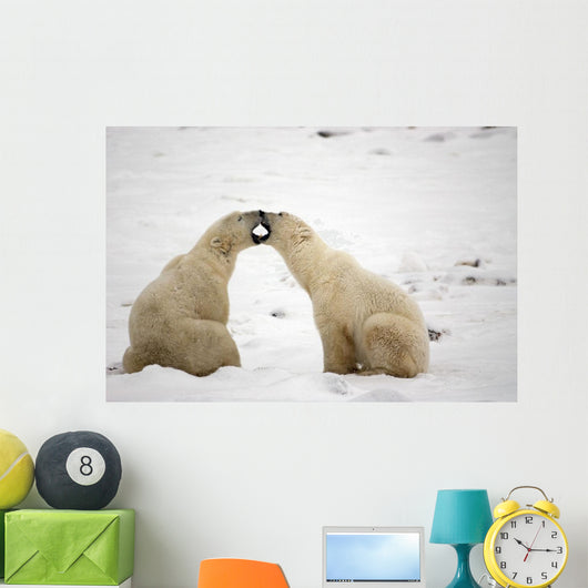 Polar Bears Play Fighting At Churchill, Manitoba, Canada Wall Mural