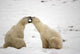 Polar Bears Play Fighting At Churchill, Manitoba, Canada Wall Mural
