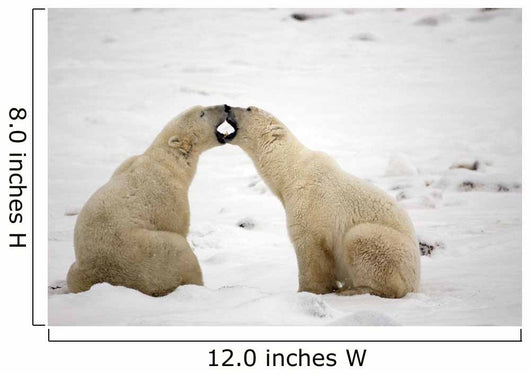 Polar Bears Play Fighting At Churchill, Manitoba, Canada Wall Mural