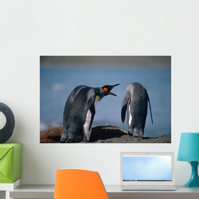 Group King Penguins Interacting Wall Mural shown on a wall