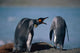 Group Of King Penguins Interacting Together Wall Mural