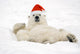 Polar Bear Wearing Santa Hat Lying On Its Back In Snow At Churchill Wall Mural