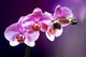Purple orchid background romance Wall Mural
