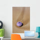Hawaii, Maui, Makena, A purple urchin shell washes ashore Wall Mural