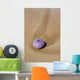 Hawaii, Maui, Makena, A purple urchin shell washes ashore Wall Mural