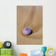 Hawaii, Maui, Makena, A purple urchin shell washes ashore Wall Mural