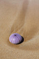 Hawaii, Maui, Makena, A purple urchin shell washes ashore Wall Mural