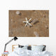 Hawaii, Maui, Makena, A starfish washes ashore Wall Mural