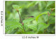Hawaii, Maui, A closeup of a red dragonfly Wall Mural