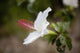 Hawaii, Maui, A closeup of white hibiscus flower Wall Mural