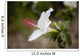 Hawaii, Maui, A closeup of white hibiscus flower Wall Mural