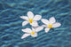 Plumeria flowers floating in clear blue water Wall Mural