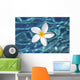 Plumeria flower floating in clear blue water Wall Mural