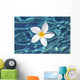Plumeria flower floating in clear blue water Wall Mural