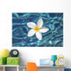 Plumeria flower floating in clear blue water Wall Mural