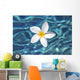 Plumeria flower floating in clear blue water Wall Mural