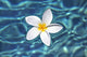 Plumeria flower floating in clear blue water Wall Mural
