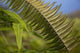 Hawaii, Maui, Waihee, A closeup of green fern with seeds Wall Mural