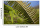 Hawaii, Maui, Waihee, A closeup of green fern with seeds Wall Mural