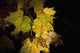 New Hampshire, White Mountains, Sun Lit Foliage Wall Mural