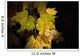 New Hampshire, White Mountains, Sun Lit Foliage Wall Mural
