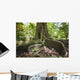 Hawaii, Maui, Keanae, An old tree with large roots Wall Mural