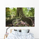 Hawaii, Maui, Keanae, An old tree with large roots Wall Mural