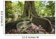 Hawaii, Maui, Keanae, An old tree with large roots Wall Mural