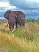 Elephant Wall Decal Design 2