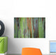 A closeup view of the colorful Painted Eucalyptus tree Wall Mural
