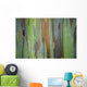 A closeup view of the colorful Painted Eucalyptus tree Wall Mural