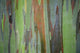 A closeup view of the colorful Painted Eucalyptus tree Wall Mural