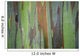 A closeup view of the colorful Painted Eucalyptus tree Wall Mural