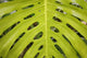 Hawaii, Maui, Keanae, A closeup view of a large green leaf Wall Mural