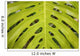 Hawaii, Maui, Keanae, A closeup view of a large green leaf Wall Mural