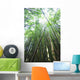 Hawaii, Maui, Hana, A path through green bamboo Wall Mural
