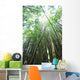 Hawaii, Maui, Hana, A path through green bamboo Wall Mural