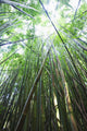 Hawaii, Maui, Hana, A path through green bamboo Wall Mural