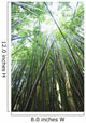 Hawaii, Maui, Hana, A path through green bamboo Wall Mural