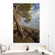 Hawaii, Maui, Kihei, A Kiawe Tree at sunset Wall Mural