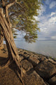 Hawaii, Maui, Kihei, A Kiawe Tree at sunset Wall Mural