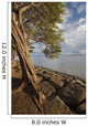 Hawaii, Maui, Kihei, A Kiawe Tree at sunset Wall Mural