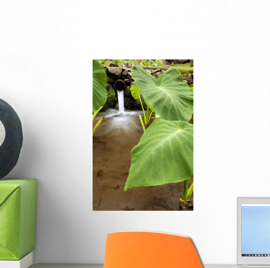Hawaii, Maui, Large Taro leaves in a pond Wall Mural